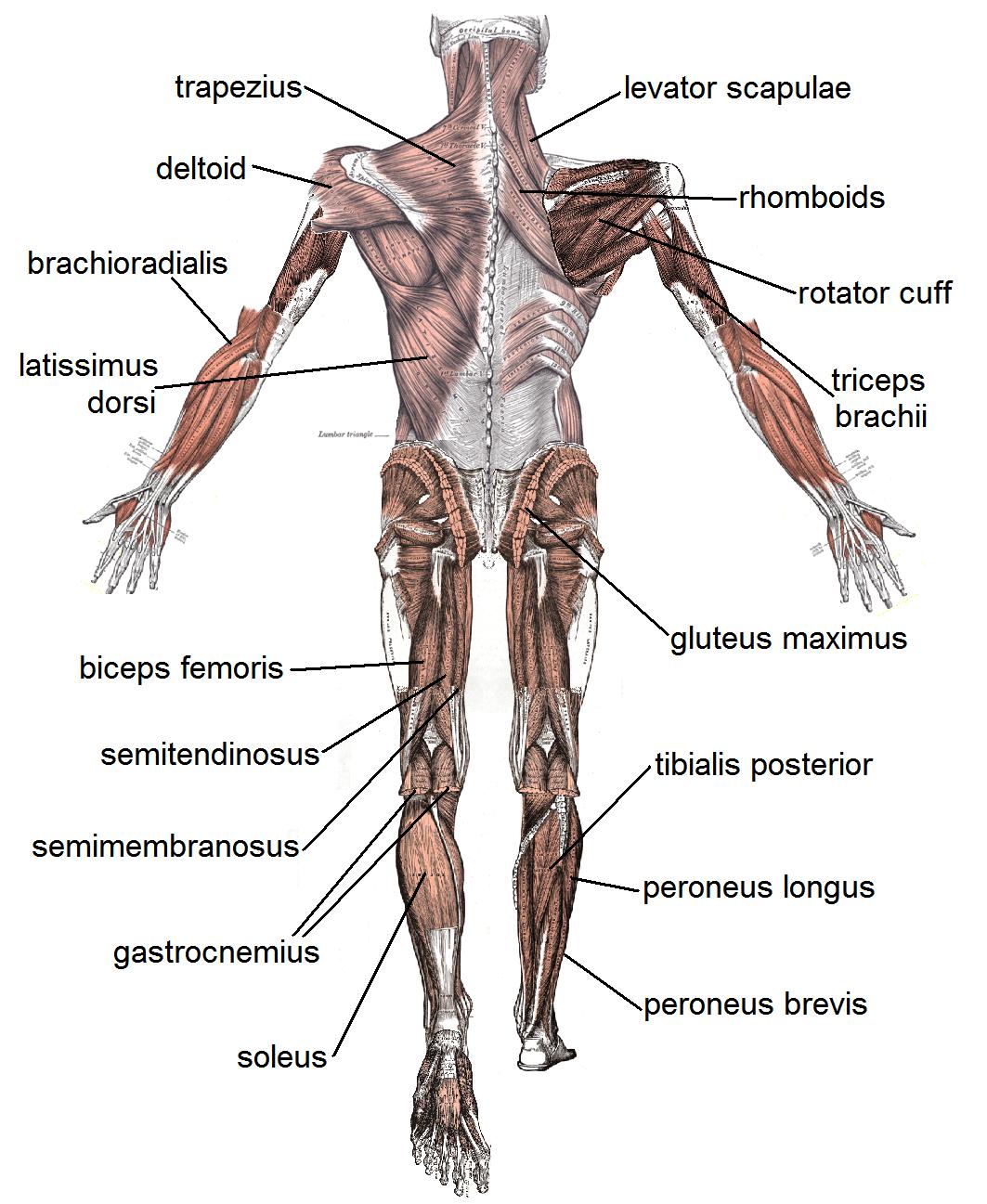 Basic Body Muscles