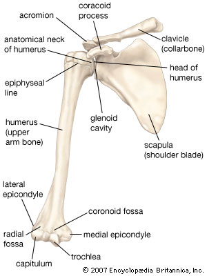 anterior view of the shoulder