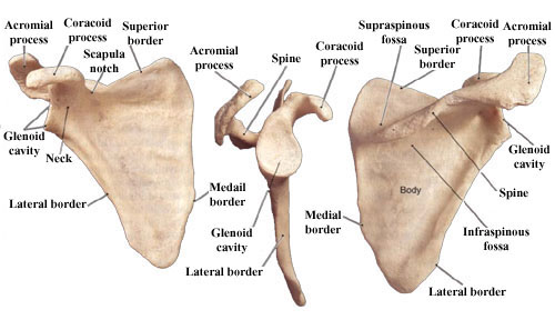 What is the function of the scapula?