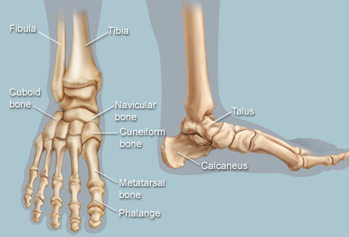 Skeletal Series 11: The Human Foot | These Bones Of Mine